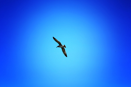 一只海鸥在天空中的剪影