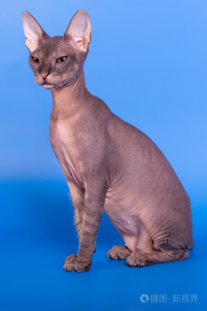 蓝色背景上的狮身人面像猫