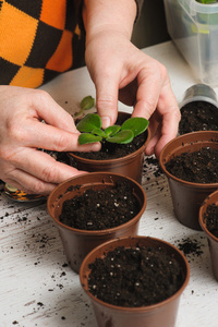 女人植物室内盆栽植物图片