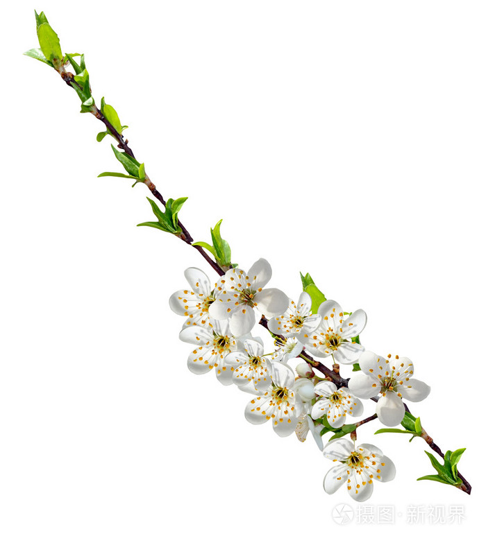 樱花在白色背景上孤立的分支
