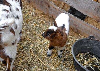 在农场的小 goatling