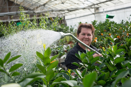 微笑女人园丁浇灌苗圃温室里的植物