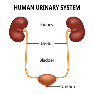 泌尿系统图