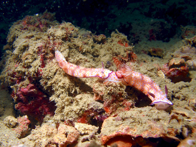 水下的环状的 Chromodoris