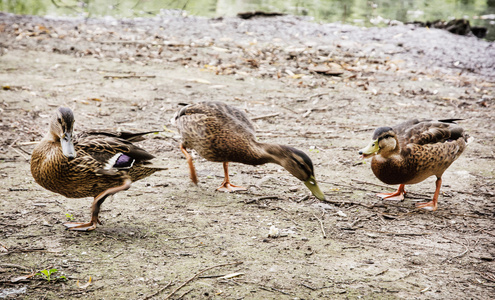 野生绿头鸭鸭子在湖岸边，鸟类场景
