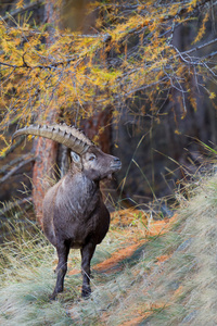 阿尔卑斯山羊，山羊 ibex 野生动物的画像