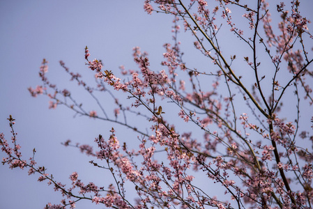 蓝色背景与云的春天的花朵