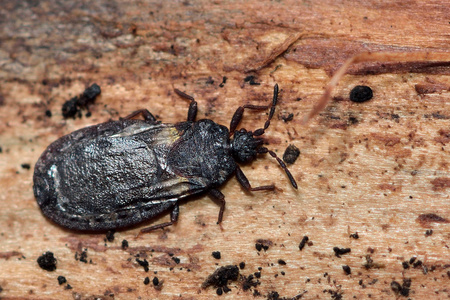 上面的 Aneurus avenius flatbug