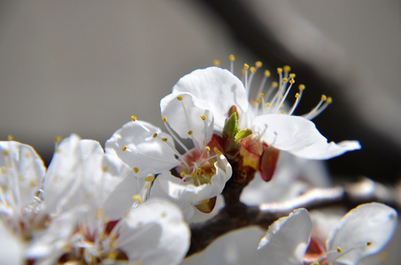 春花。杏花特写镜头在白色木头背景