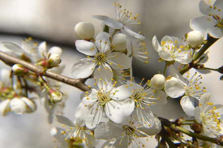 樱花小枝. 红色梅花以经典的美风