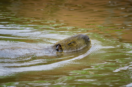 貘和头以上的水在亚马逊丛林河游泳