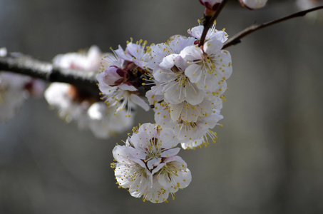 樱花小枝. 红色梅花以经典的美风