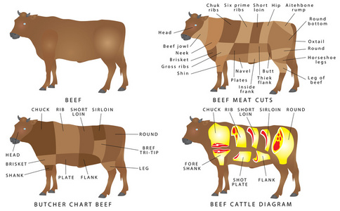 肉店的牛, 牛肉矢量图牛肉切图图解-矢量图解矢量图设置岩屑的牛肉切