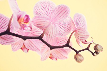 粉色兰花花