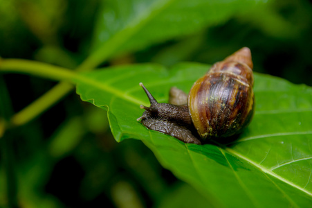 在厄瓜多尔亚马逊丛林里, 坐在绿叶上的棕色小蜗牛
