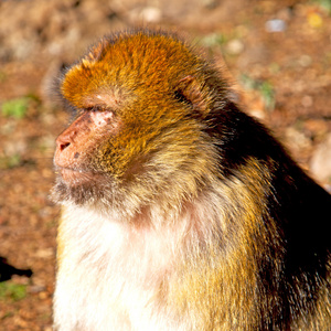 老猴子在非洲摩洛哥和自然背景动物关闭