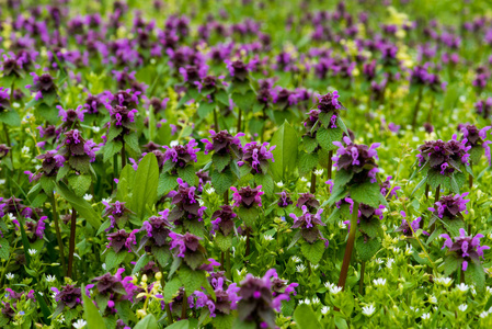 草中美丽的田野紫红色野花
