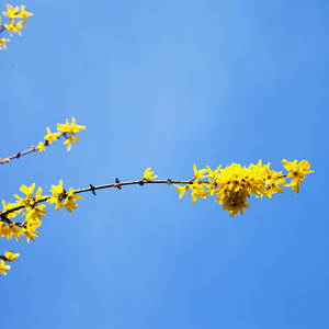来自灌木丛的黄色花朵