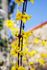 树枝上的黄色小花