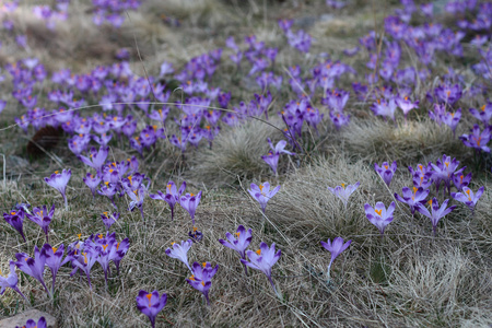 花紫色番红花