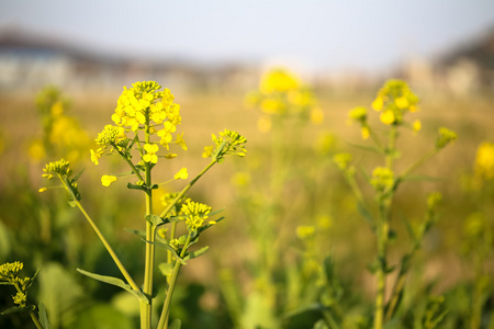 把油菜花关在田里。