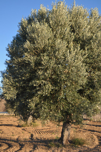 田野里的橄榄树