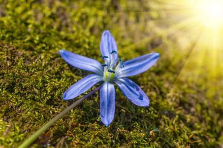 蓝色的花雪莲