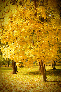金黄树在秋天公园