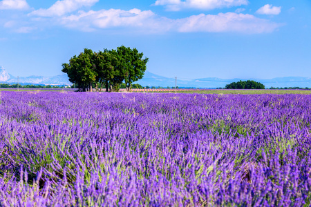 薰衣草花田夏日风景附近 Valensole