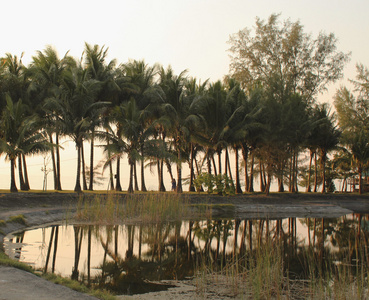 湖和棕榈树。郁郁葱葱的热带景观