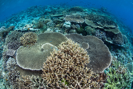在印度尼西亚的健康礁