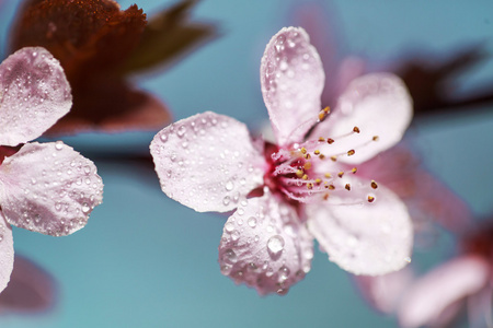 露水中的樱桃花滴眼液图片