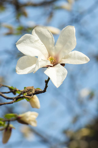 玉兰花在阳光下