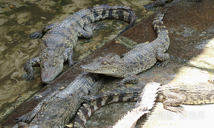 鳄鱼在鳄鱼农场休息