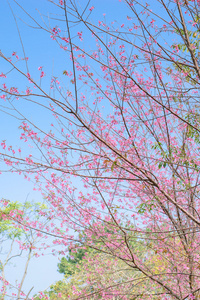 野生的喜马拉雅山樱花盛开图片