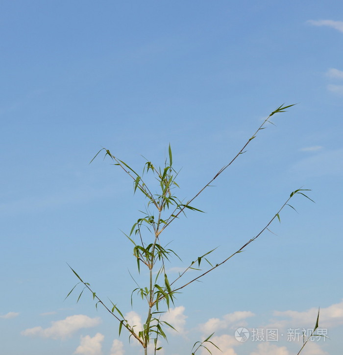 竹风在天空背景下的收敛性