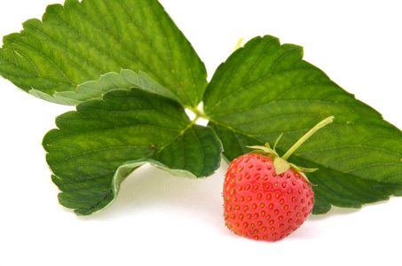 两个成熟的草莓，草莓叶上白色孤立