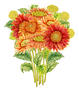 与水彩的非洲菊花卉的花束.手绘插图照片
