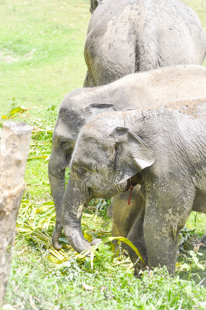 年轻的大象正在吃一些食物