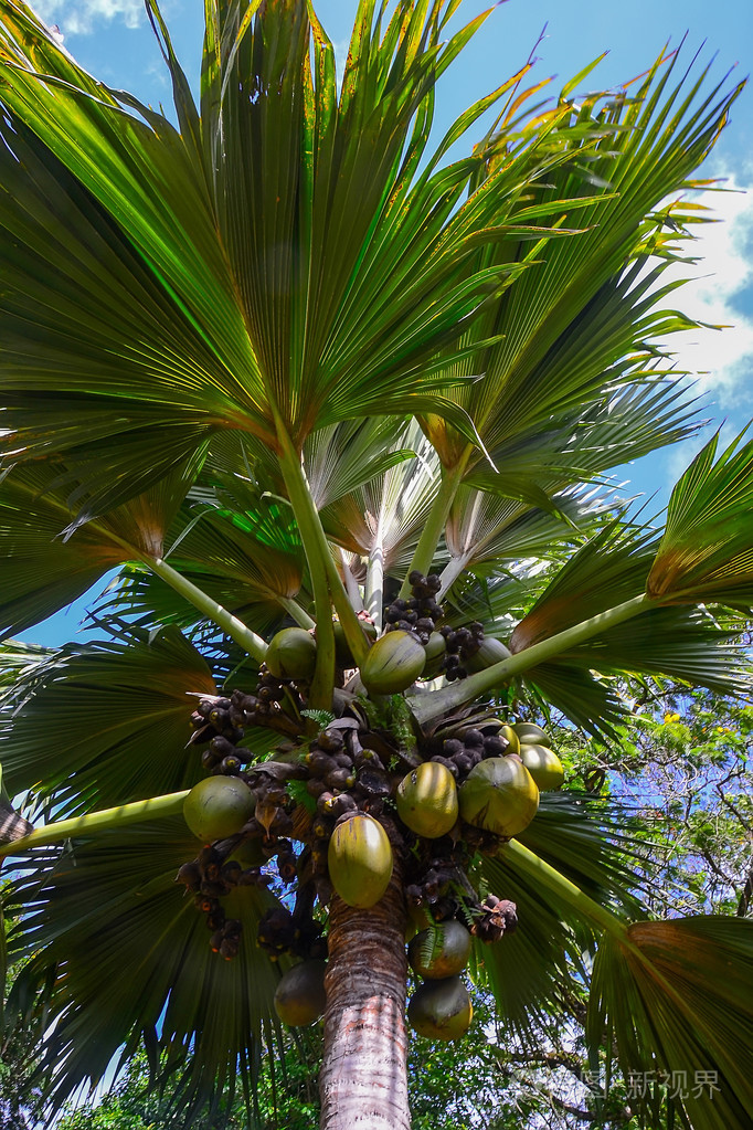 棕榈树在塞舌尔群岛
