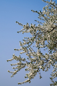 白花的绿叶或锦花梅树