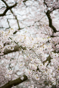 白花盛开树枝