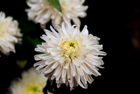 白色的 gerbera 花与黑色背景和选择性焦点