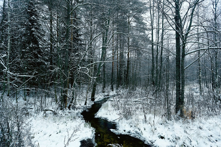 冰冻的小溪，在森林里