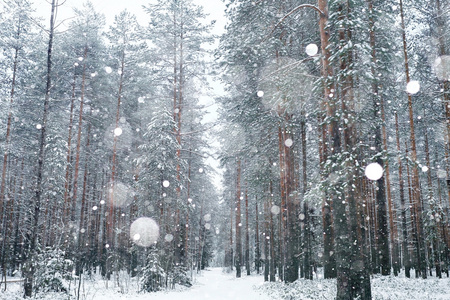 下雪的冬天，在森林里