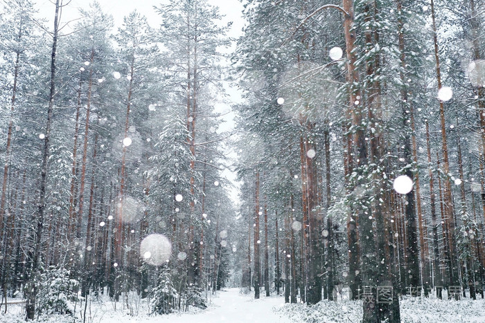 下雪的冬天,在森林里