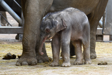 小的亚洲象宝宝