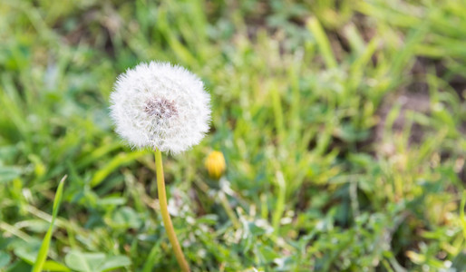 树林里的 dandelion