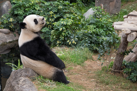 可爱的大熊猫小猫