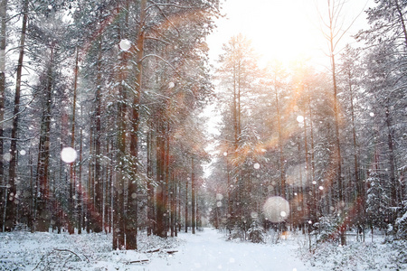在白雪皑皑的森林里冬天路